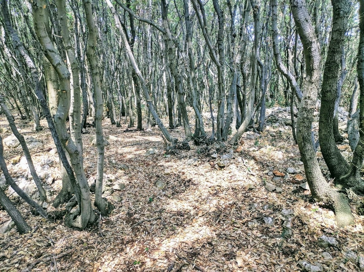 images